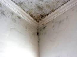 Best Mold Remediation for Rental Properties  in USA